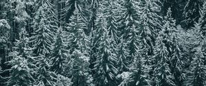 Preview wallpaper forest, trees, snow, winter, fir