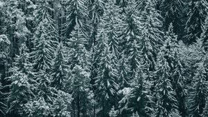 Preview wallpaper forest, trees, snow, winter, fir