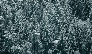 Preview wallpaper forest, trees, snow, winter, fir