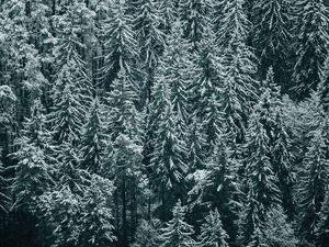 Preview wallpaper forest, trees, snow, winter, fir