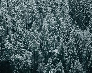 Preview wallpaper forest, trees, snow, winter, fir