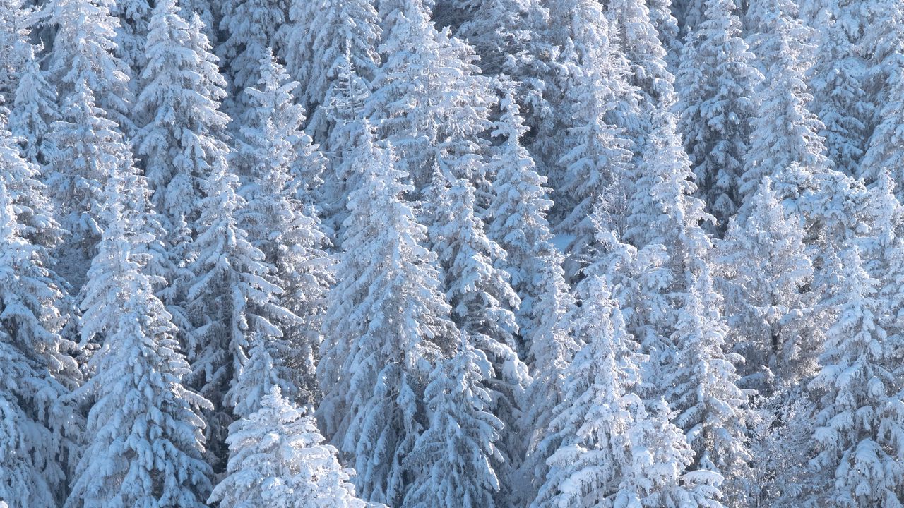 Wallpaper forest, trees, snow, spruce, white
