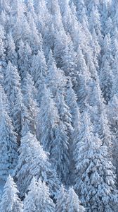 Preview wallpaper forest, trees, snow, spruce, white