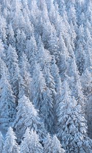 Preview wallpaper forest, trees, snow, spruce, white