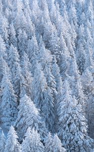 Preview wallpaper forest, trees, snow, spruce, white