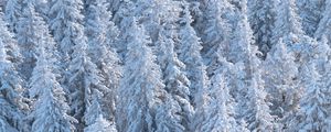 Preview wallpaper forest, trees, snow, spruce, white