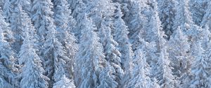 Preview wallpaper forest, trees, snow, spruce, white