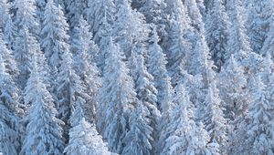 Preview wallpaper forest, trees, snow, spruce, white