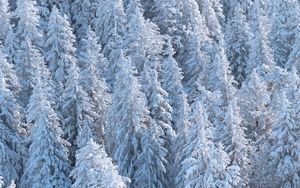 Preview wallpaper forest, trees, snow, spruce, white