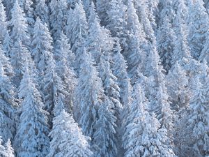 Preview wallpaper forest, trees, snow, spruce, white