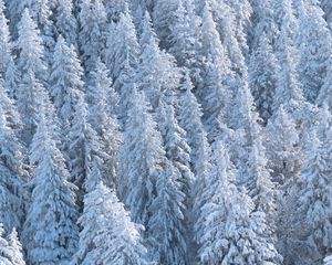 Preview wallpaper forest, trees, snow, spruce, white