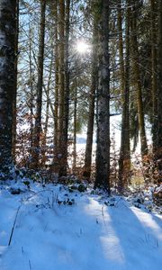 Preview wallpaper forest, trees, snow, winter, sun, nature