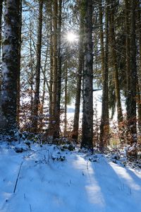 Preview wallpaper forest, trees, snow, winter, sun, nature