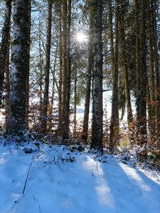 Preview wallpaper forest, trees, snow, winter, sun, nature