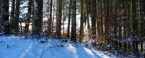 Preview wallpaper forest, trees, snow, winter, sun, nature