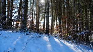 Preview wallpaper forest, trees, snow, winter, sun, nature