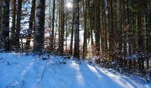 Preview wallpaper forest, trees, snow, winter, sun, nature