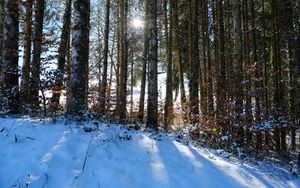 Preview wallpaper forest, trees, snow, winter, sun, nature