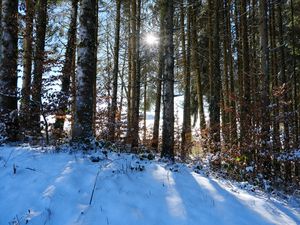Preview wallpaper forest, trees, snow, winter, sun, nature