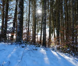 Preview wallpaper forest, trees, snow, winter, sun, nature