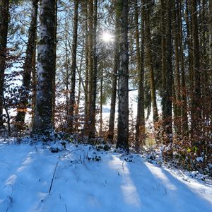 Preview wallpaper forest, trees, snow, winter, sun, nature