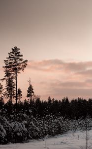 Preview wallpaper forest, trees, snow, winter, nature, twilight