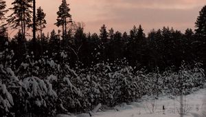 Preview wallpaper forest, trees, snow, winter, nature, twilight