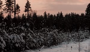 Preview wallpaper forest, trees, snow, winter, nature, twilight