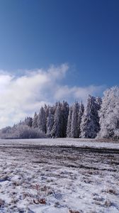 Preview wallpaper forest, trees, snow, field, winter, landscape