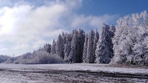 Preview wallpaper forest, trees, snow, field, winter, landscape