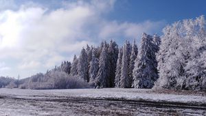 Preview wallpaper forest, trees, snow, field, winter, landscape