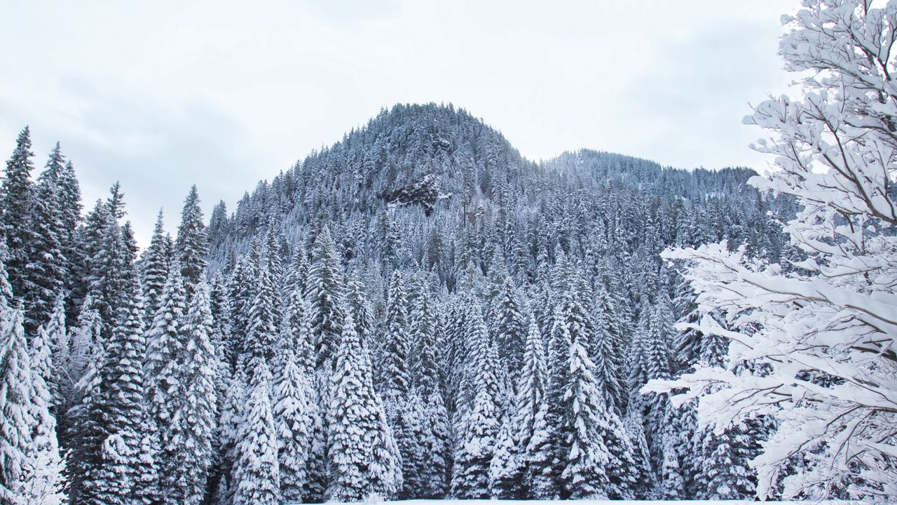 Wallpaper forest, trees, snow, winter, white
