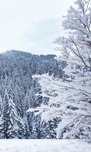 Preview wallpaper forest, trees, snow, winter, white