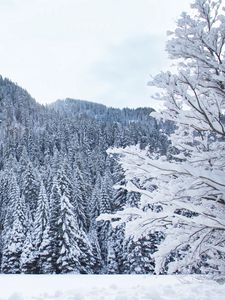 Preview wallpaper forest, trees, snow, winter, white