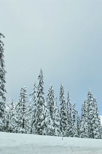 Preview wallpaper forest, trees, snow, winter, nature, landscape
