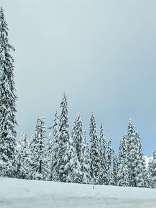 Preview wallpaper forest, trees, snow, winter, nature, landscape