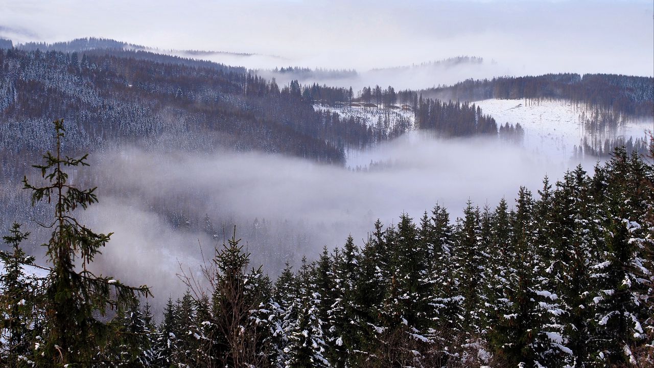 Wallpaper forest, trees, snow, clouds, nature, landscape