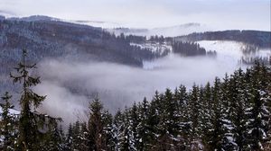 Preview wallpaper forest, trees, snow, clouds, nature, landscape