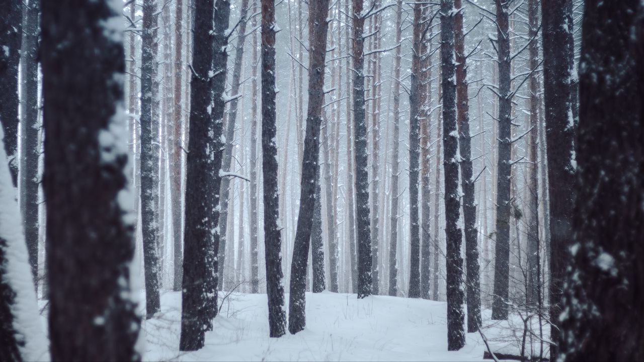 Wallpaper forest, trees, snow, winter, landscape