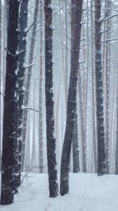 Preview wallpaper forest, trees, snow, winter, landscape