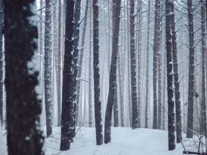 Preview wallpaper forest, trees, snow, winter, landscape
