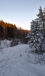 Preview wallpaper forest, trees, snow, trail