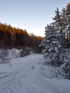 Preview wallpaper forest, trees, snow, trail