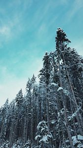 Preview wallpaper forest, trees, snowy, tops, sky, winter