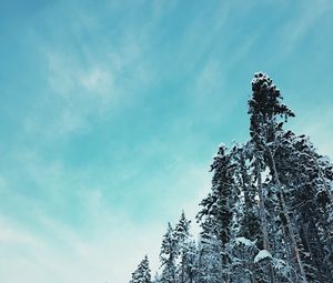 Preview wallpaper forest, trees, snowy, tops, sky, winter