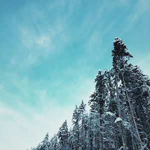 Preview wallpaper forest, trees, snowy, tops, sky, winter