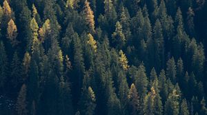 Preview wallpaper forest, trees, spruce, dark