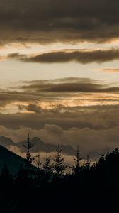 Preview wallpaper forest, trees, spruce, fog, sky