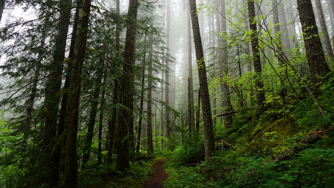 Wallpaper forest, trees, spruce, path