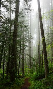 Preview wallpaper forest, trees, spruce, path